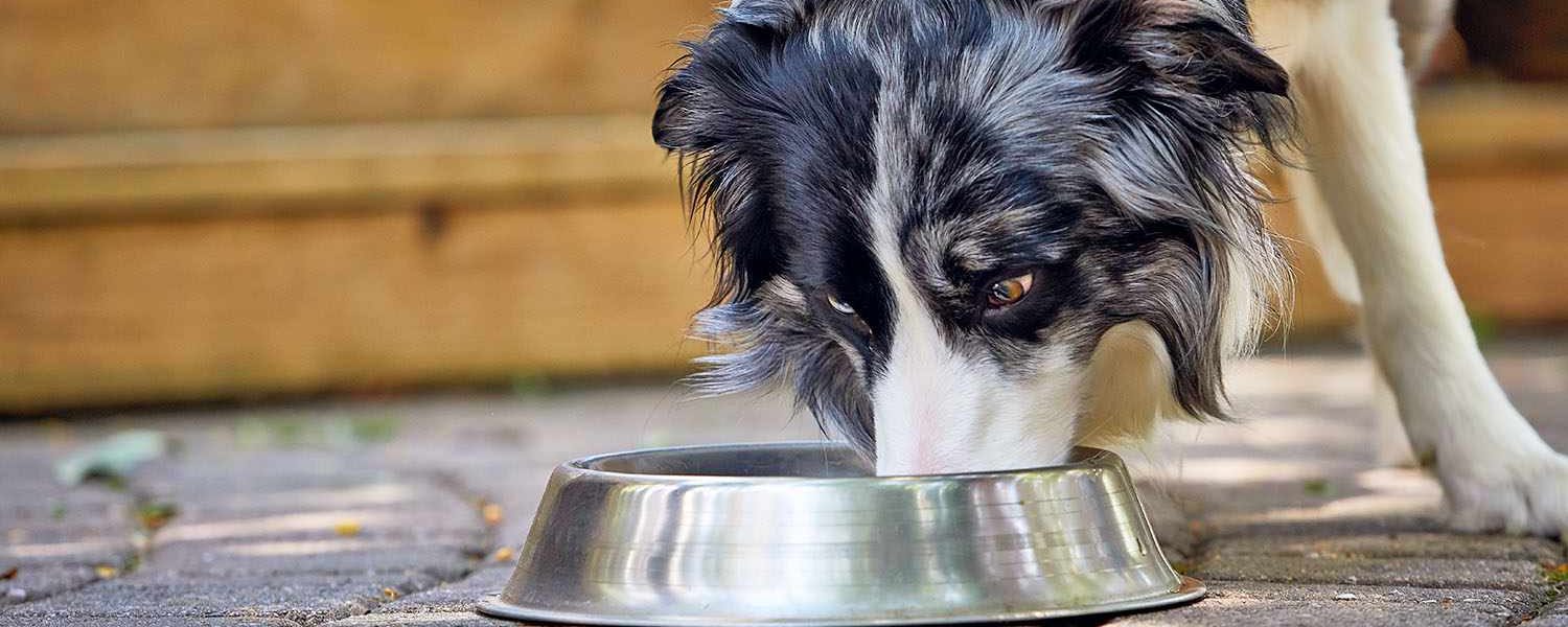 Why Badlands Ranch Dog Food is a Great Choice for Your Pet