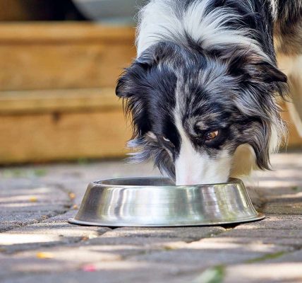 Why Badlands Ranch Dog Food is a Great Choice for Your Pet