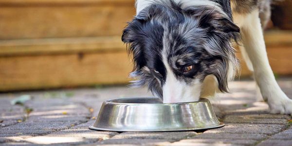 Why Badlands Ranch Dog Food is a Great Choice for Your Pet